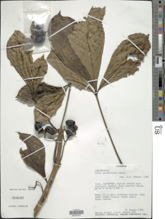 Vitex grandifolia image