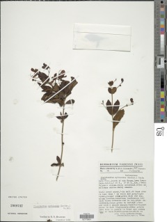 Rotheca myricoides image