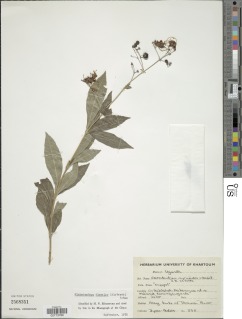 Aegiphila integrifolia image