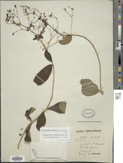 Aegiphila integrifolia image