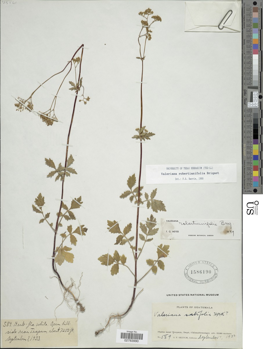 Valeriana robertianifolia image