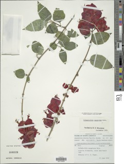 Holmskioldia sanguinea image