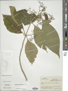 Callicarpa acuminata image