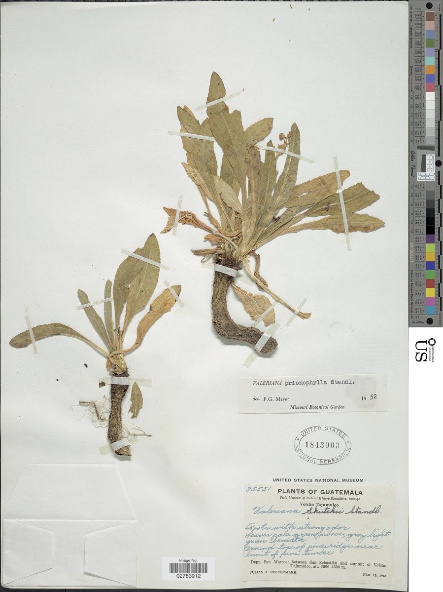 Caprifoliaceae image