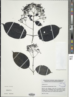 Image of Clerodendrum melanocrater