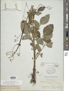 Valeriana barbareifolia image