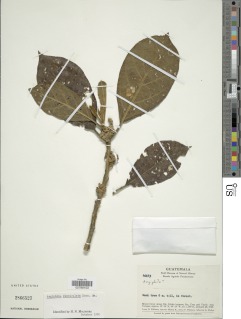 Aegiphila fasciculata image