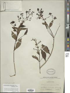 Rotheca myricoides subsp. myricoides image