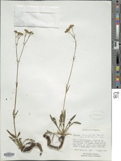 Valeriana prionophylla image