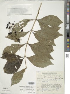 Rotheca myricoides subsp. myricoides image
