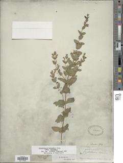 Scutellaria bolanderi image