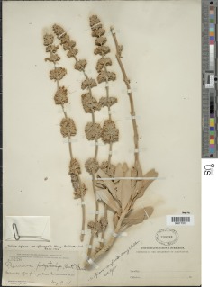 Salvia apiana var. compacta image