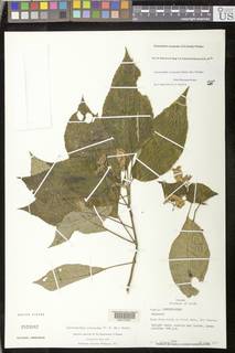 Gasteranthus acropodus image