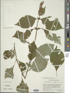 Image of Achyrospermum cryptanthum