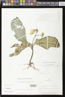 Gasteranthus delphinioides image