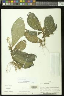 Reldia alternifolia image