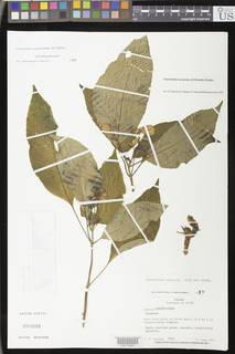 Gasteranthus acropodus image