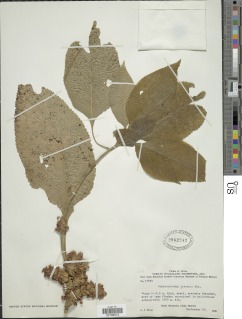 Image of Achyrospermum laterale
