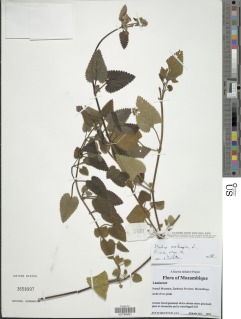 Stachys aethiopica image