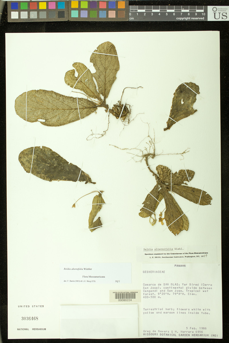 Reldia alternifolia image