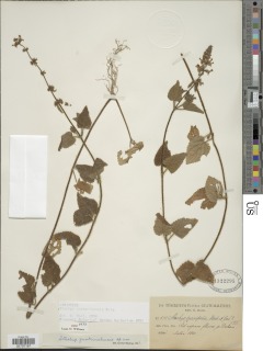 Stachys costaricensis image