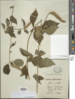 Image of Achyrospermum parviflorum