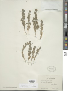 Trichostema ovatum image