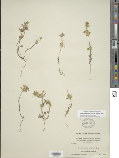 Acanthomintha ilicifolia image