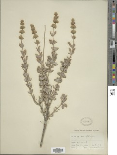 Salvia dorrii var. incana image