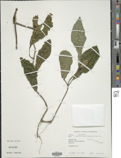 Image of Achyrospermum oblongifolium