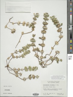 Acanthomintha ilicifolia image