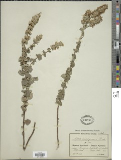 Clinopodium myrianthum image
