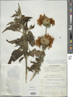 Leonotis ocymifolia var. raineriana image