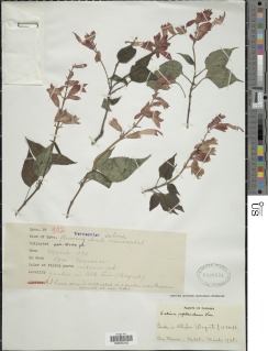 Image of Salvia splendens