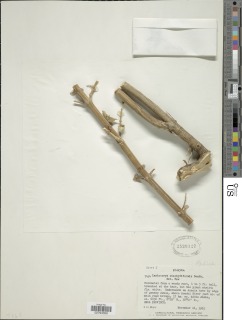 Leucas stachydiformis image