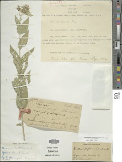 Pycnanthemum californicum image