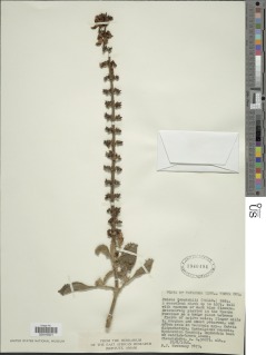 Image of Plectranthus forskohlii