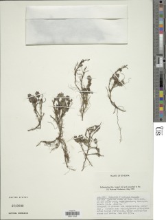 Image of Clinopodium uhligii