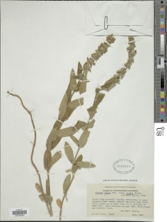 Image of Stachys bergii