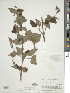 Salvia nervata image