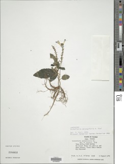 Scutellaria oblongifolia image