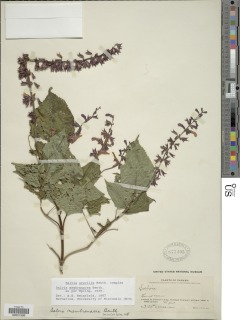 Salvia membranacea image