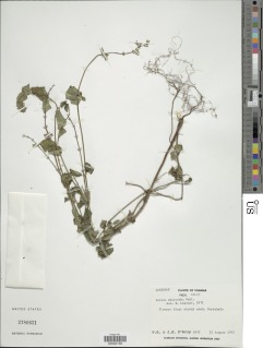 Salvia micrantha image