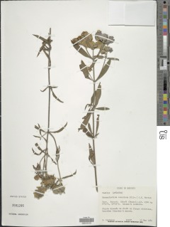 Image of Haumaniastrum caeruleum