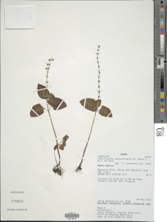 Image of Plectranthus monostachyus