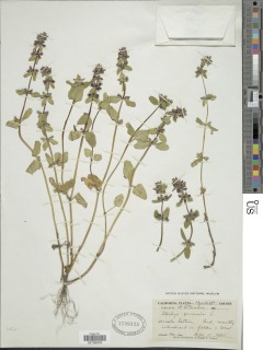 Image of Stachys arvensis