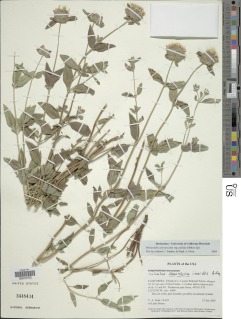 Monardella odoratissima subsp. pallida image