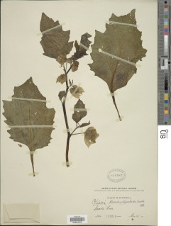 Image of Nicandra physalodes