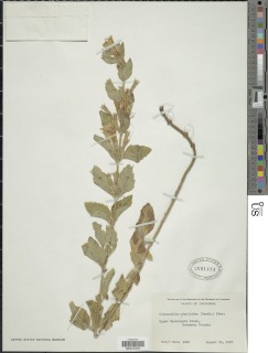 Clinopodium mimuloides image
