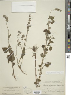 Salvia lasiocephala image